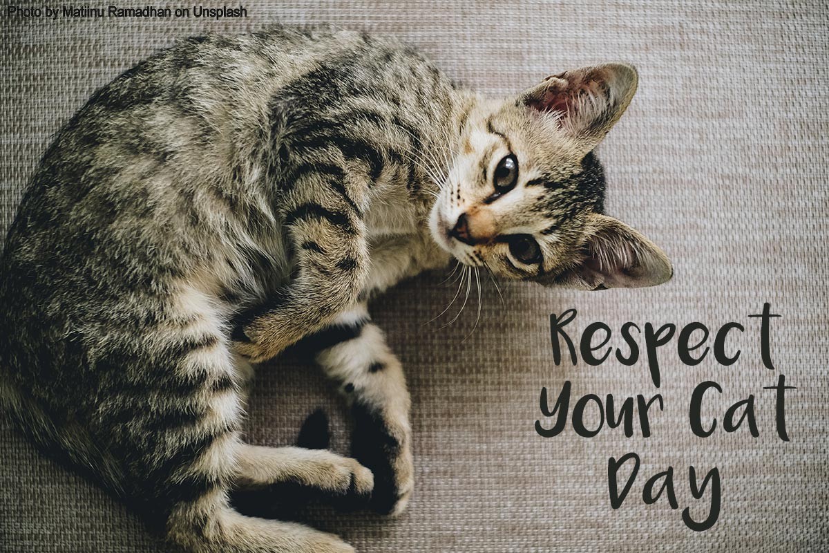 Celebrate Felines Respect Your Cat Day March 28